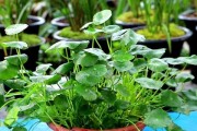 打造繁茂健康的铜钱草花园（掌握关键技巧）