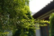 用苹果手机拍照，轻松将周围虚化成主题（掌握关键技巧，打造专业级作品）