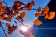 探索官方论坛的魅力（发现交流互动的新世界）