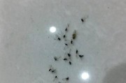 冰箱小飞虫问题解决方法（清洁与预防）