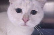 如何拍摄猫看手机的照片？