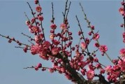花中四君子是什么（简介花中四君子的由来）