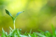 电脑桌面管理软件排行榜（轻松打造个人专属的电脑桌面）