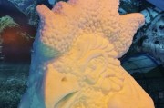 苹果手机拍摄冰灯时为何出现闪烁？如何避免？