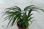 苹果笔记本雷哥好用吗评价如何？