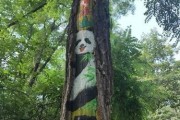 手机贴到树干拍照怎么办？如何在树干上固定手机进行拍摄？