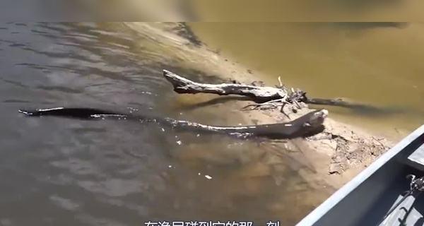 电鳗为什么会放电能电死人吗（探究电鳗放电的机制与安全性）