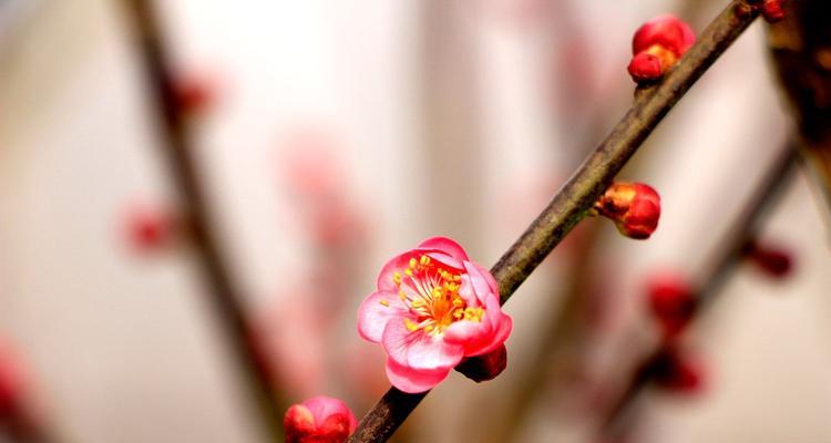 冬天开的花有哪些（冬季养花的时间）