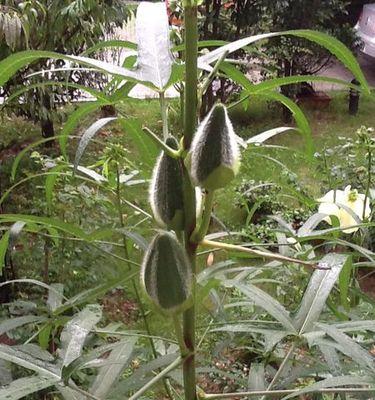 苹果笔记本雷哥好用吗评价如何？