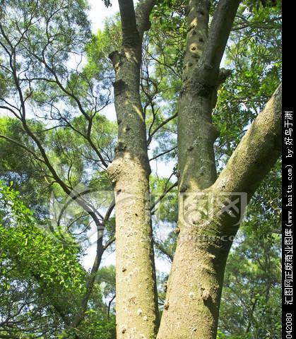 手机贴到树干拍照怎么办？如何在树干上固定手机进行拍摄？