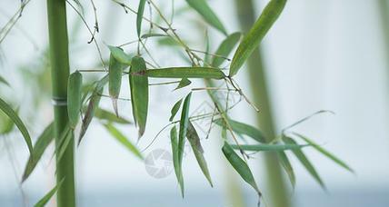 竹子背影投影仪的使用方法是什么？使用中可能遇到哪些问题？