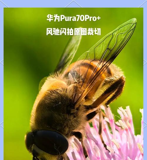手机微距拍摄如何设置？前摄像头微距模式开启步骤是什么？