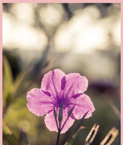 苹果手机如何聚焦拍摄花朵？技巧有哪些？