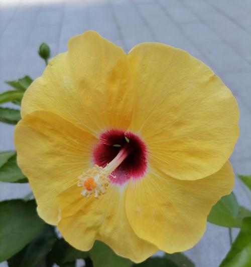 苹果手机如何聚焦拍摄花朵？技巧有哪些？
