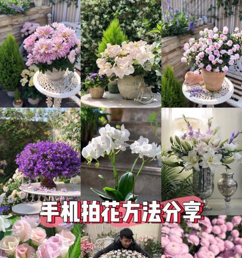 苹果手机拍花用什么软件？如何下载？