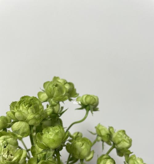 苹果手机壳上的绿色闪电标志代表什么？