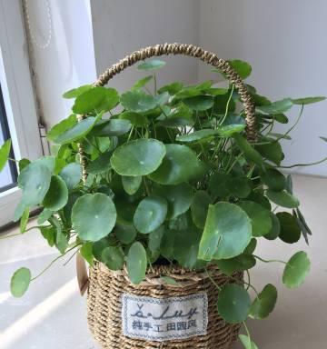 苹果手机壳煤球绿色代表什么？如何选择？